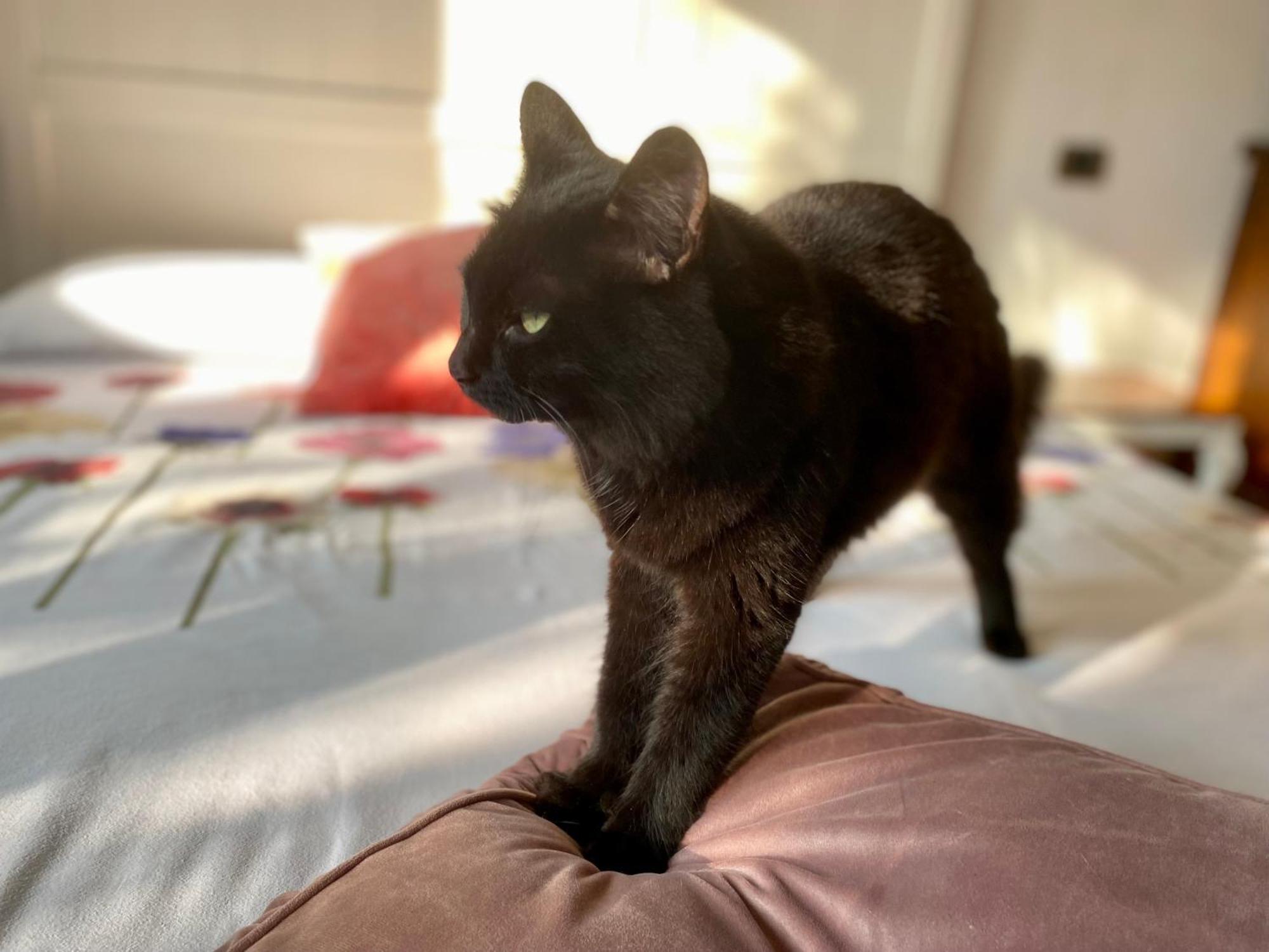 The Luxory Cat Bed & Breakfast Milano Dış mekan fotoğraf