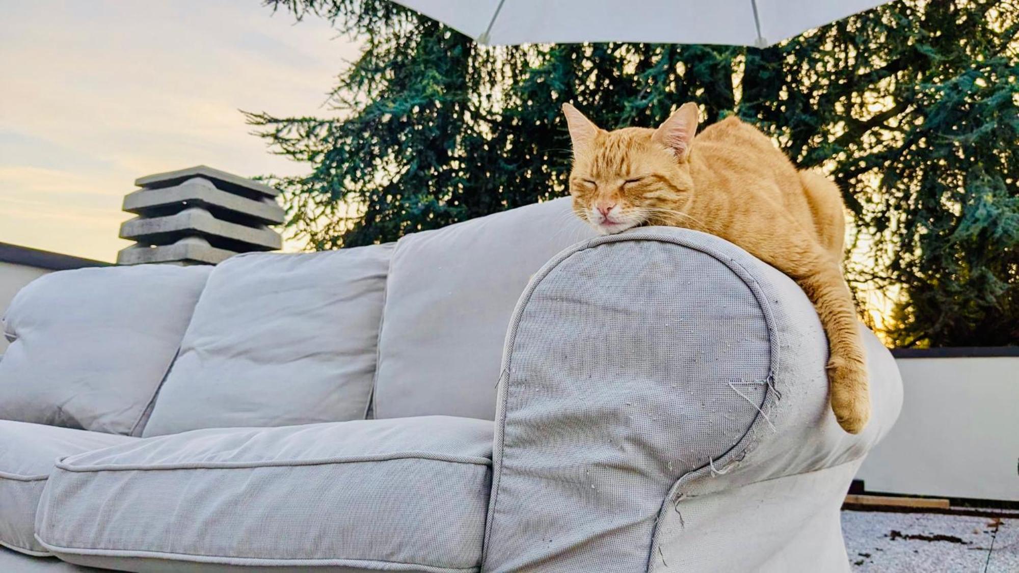 The Luxory Cat Bed & Breakfast Milano Dış mekan fotoğraf